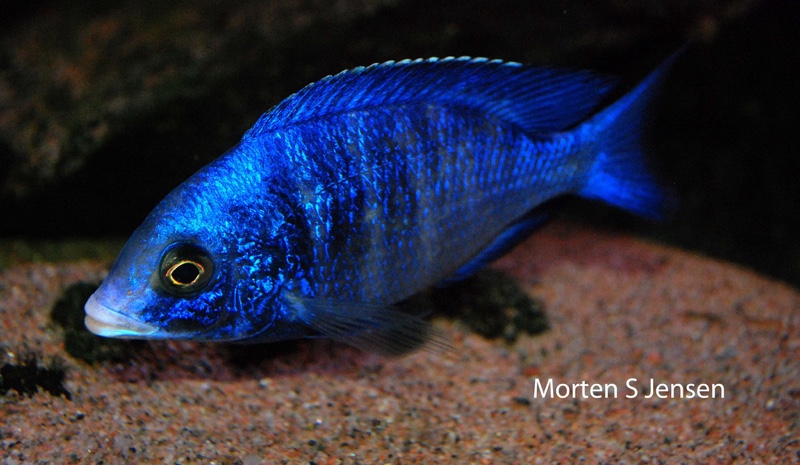 Placidochromis phenochilus 'Mdoka Reef'
